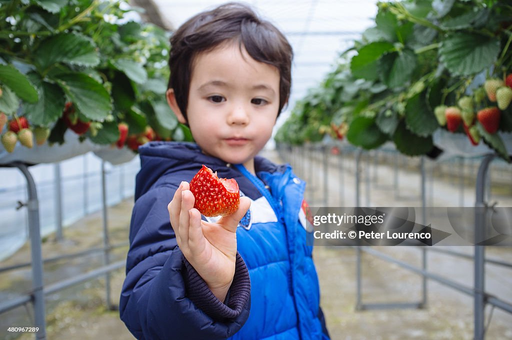 Fresh Fruit High-Res Stock Photo - Getty Images