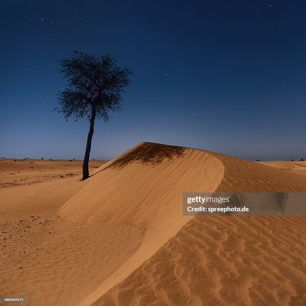 Dubai desert tree with night sky