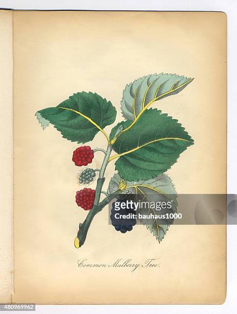 illustrazioni stock, clip art, cartoni animati e icone di tendenza di mulberry tree vittoriano, illustrazioni botanico - mulberry bush