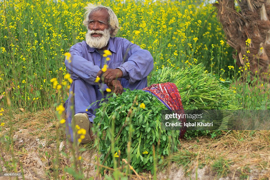 Farmer of Sindh