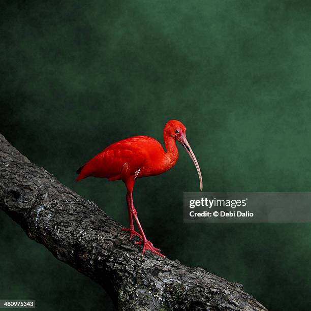 bird on a catwalk - ibis stock-fotos und bilder
