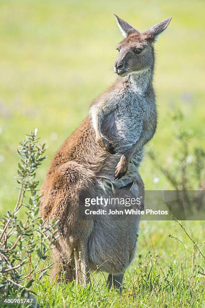 kangaroo with baby joey in its pouch. australia. - joey kangaroo photos et images de collection