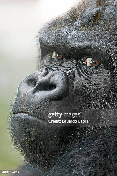 gorilla face - cara gorila - gorila stock pictures, royalty-free photos & images