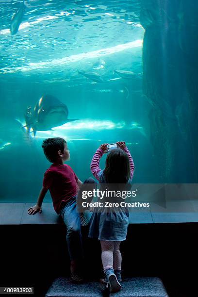 young brother and sister photographing on camera phone at aquarium - photographing wildlife stock pictures, royalty-free photos & images