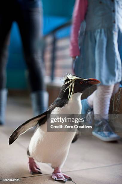 young girl and mother following penguin at zoo - familie zoo stock-fotos und bilder