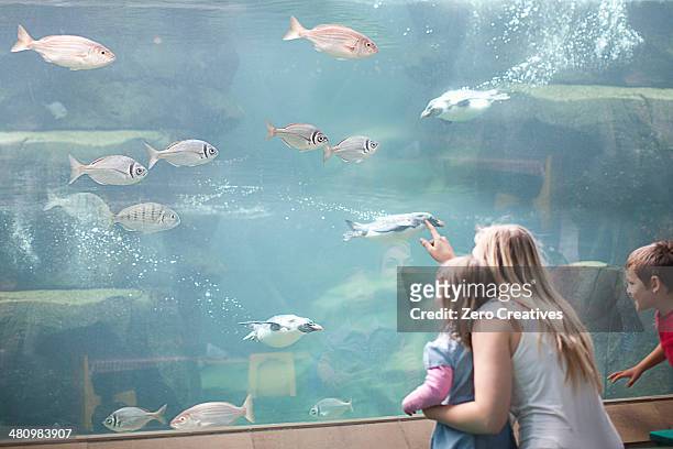 young mother and two children watching penguins diving in aquarium - people at aquarium stock pictures, royalty-free photos & images