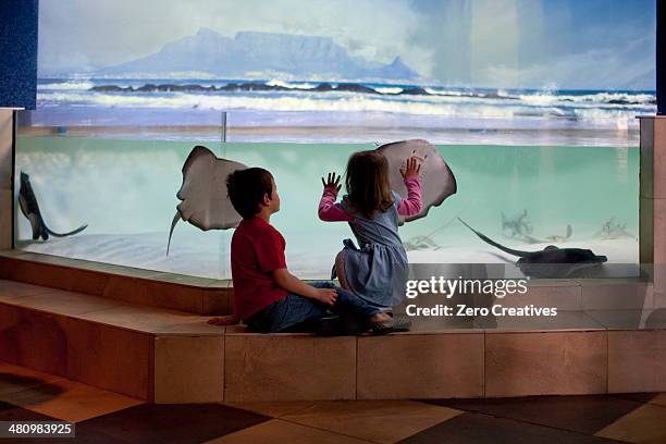 young brother and sister looking at stingrays in aquarium - ray fish stock pictures, royalty-free photos & images