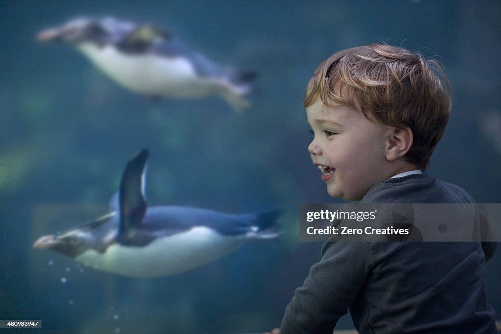 Young boy enjoying penguins swimming in aquarium