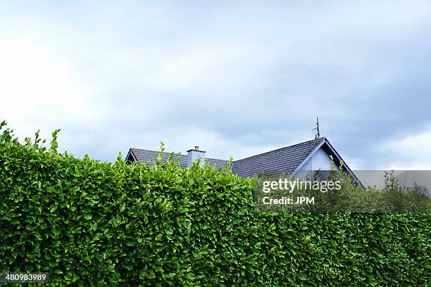 tall green boundary hedge with house behind - hiding behind bush stock pictures, royalty-free photos & images