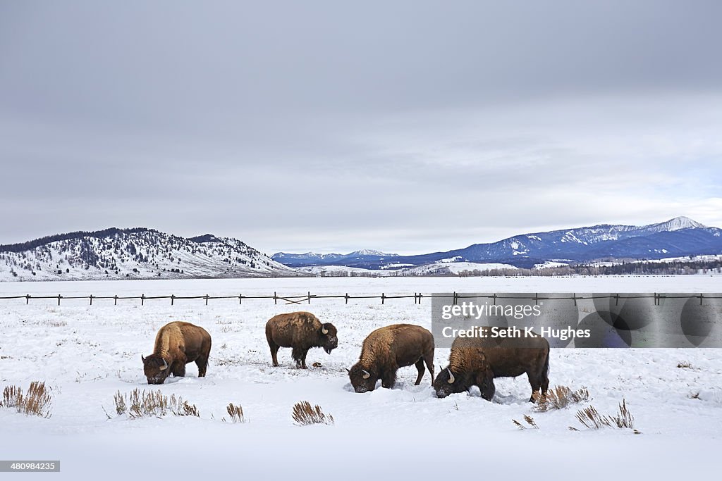 Four american buffalo grazing in snow, Grand Teton National Park, Wyoming, USA