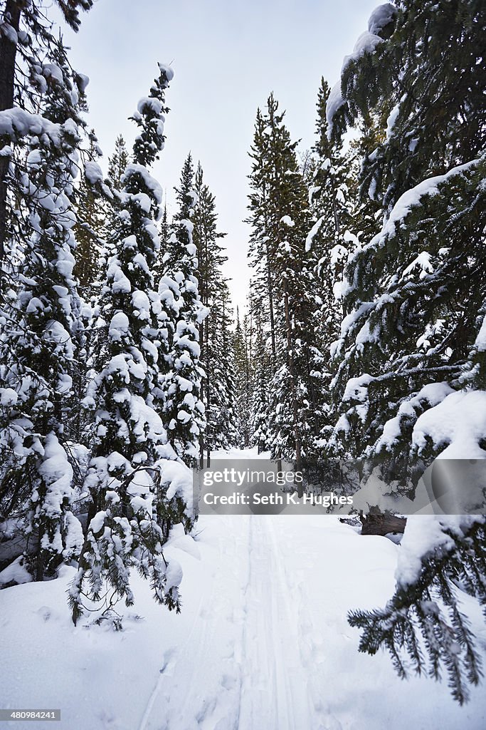 Snow covered fir trees, Colter Bay, Wyoming, USA
