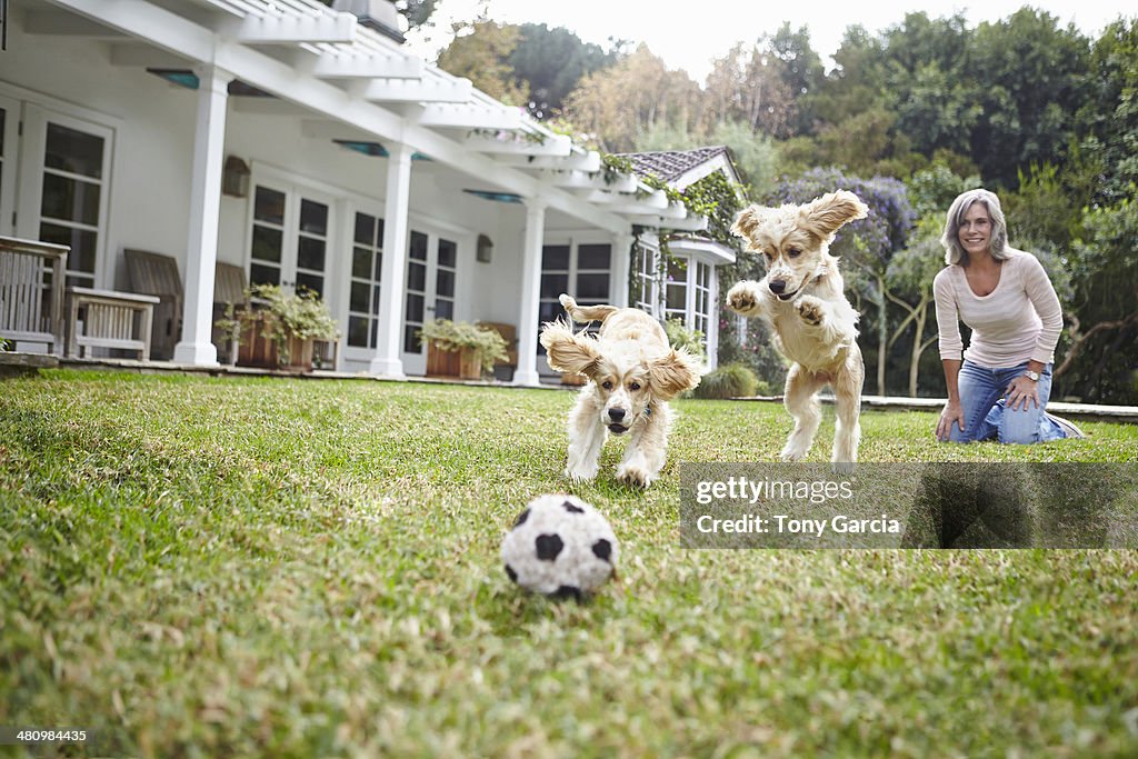 Puppies running after ball, woman in background