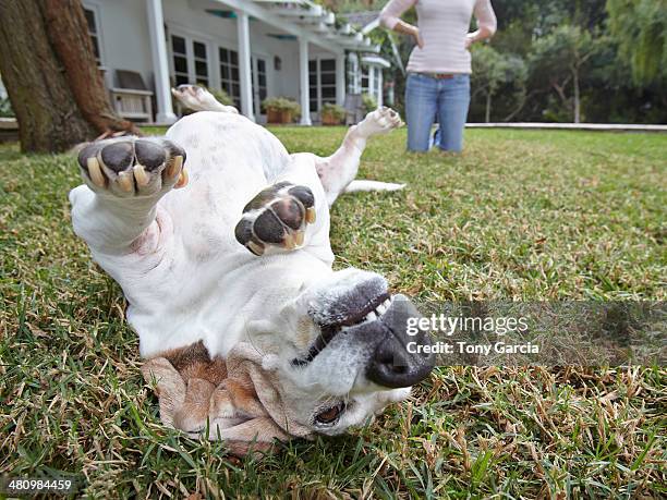 dog rolling over on grass, woman in background - de rola imagens e fotografias de stock