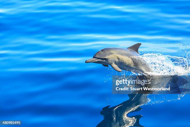 Dolphin Splashing Dolphin Splash Photos and Premium High Res Pictures - Getty Images
