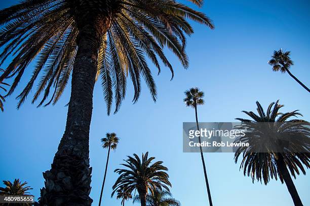 palm trees against blue sky, beverly hills - palm photos et images de collection