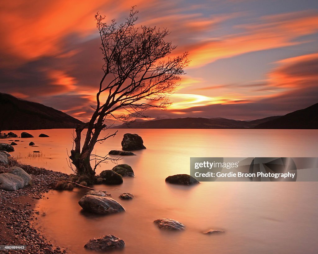 Lone Tree at  Sunset.