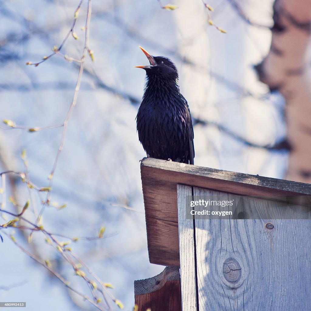 The starling sings
