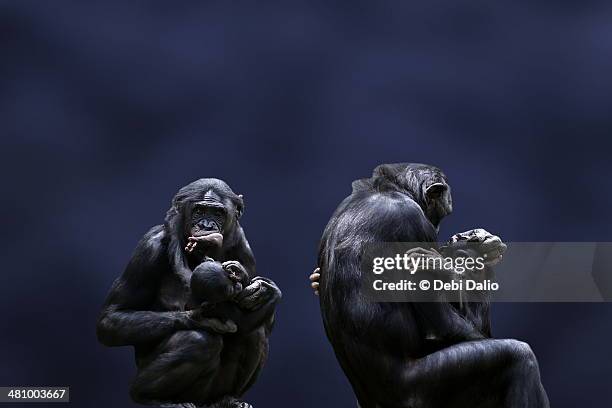 Bonobo Mothers and Babies