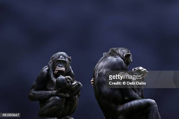 bonobo mothers and babies - female animal stock pictures, royalty-free photos & images