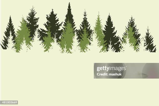 ilustrações de stock, clip art, desenhos animados e ícones de floresta - árvore de folhas perenes