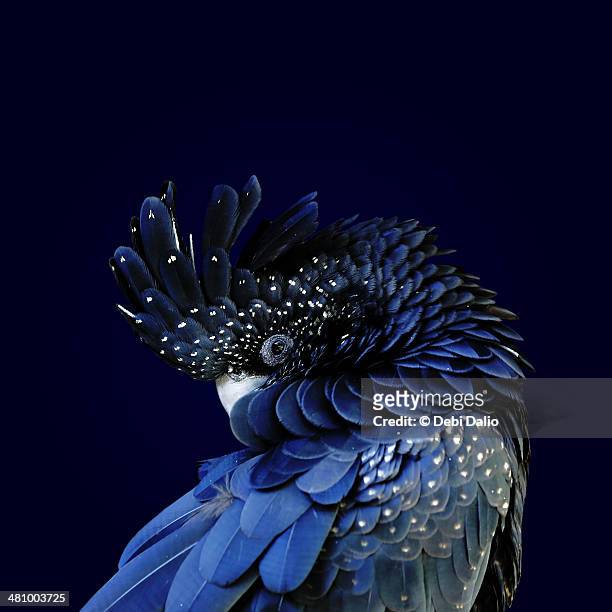 red-tailed black cockatoo - feathers stock pictures, royalty-free photos & images