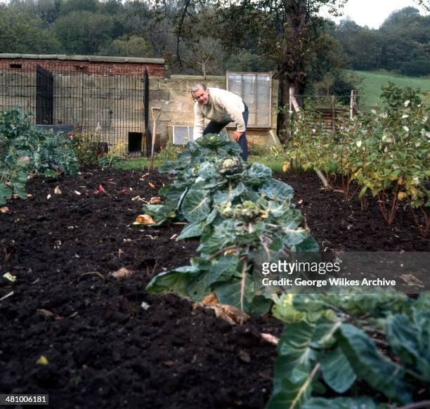 English actor Ian Carmichael, OBE works in a garden, London, England, 1975.