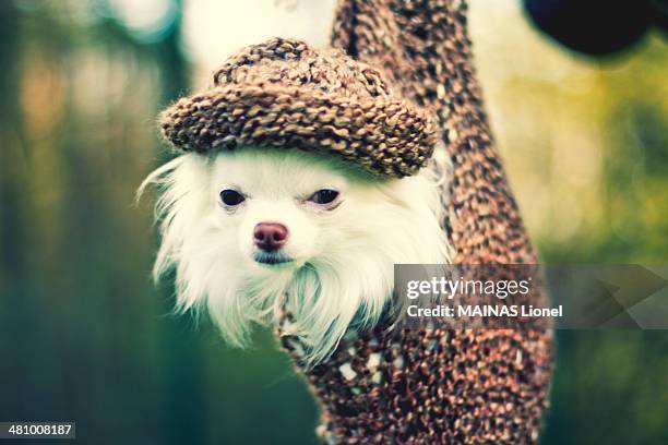 Suspending hat dog
