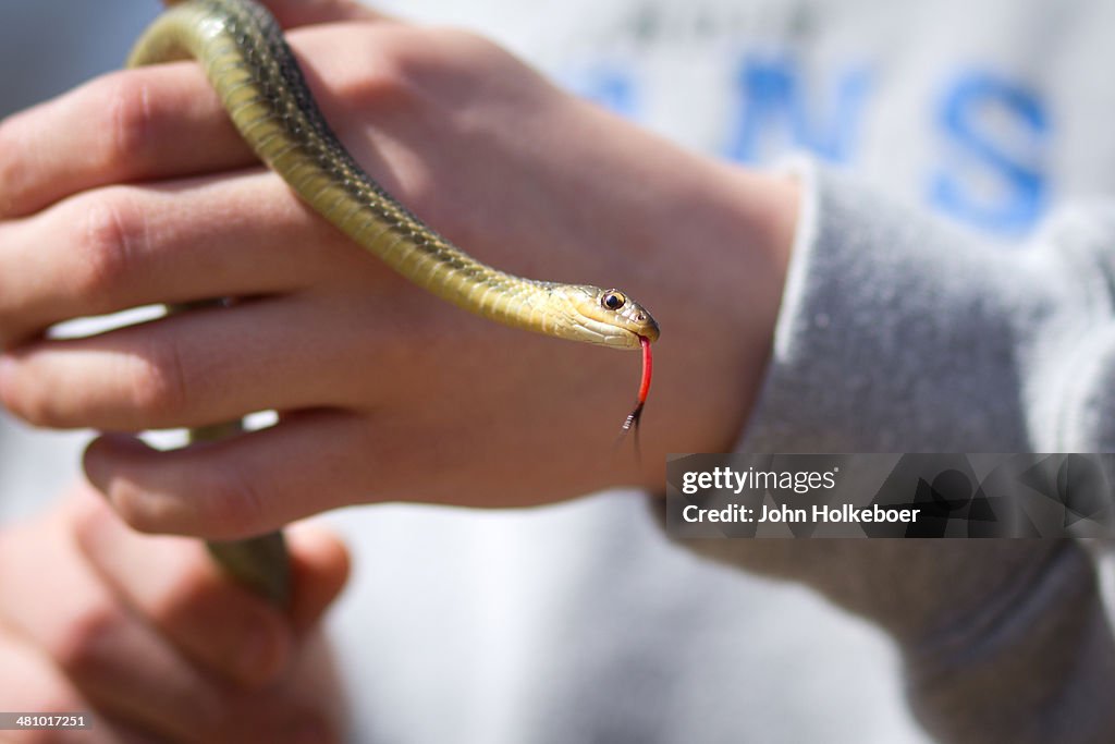 Snake in hands