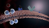 Lipid Bilayer Cell Membrane with Tyrosine Receptor