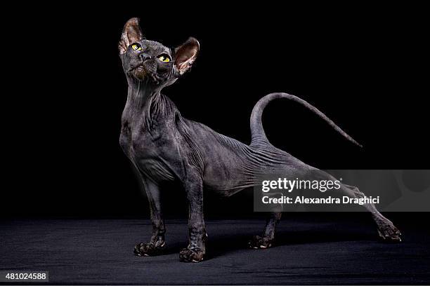 sphynx cat - sphynx hairless cat stock pictures, royalty-free photos & images