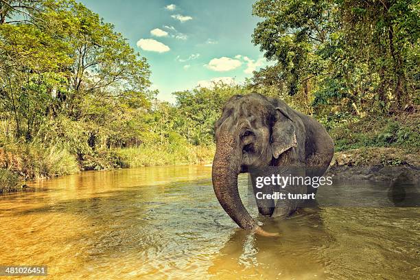 asian elephant - indische olifant stockfoto's en -beelden