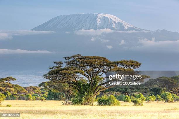 berg kilimandscharo, wolken und acacia-in am - berg kilimandscharo stock-fotos und bilder