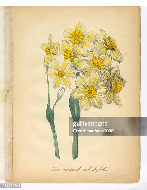 daffodil, narcissus, victorian botanical illustration - daffodil isolated stock illustrations