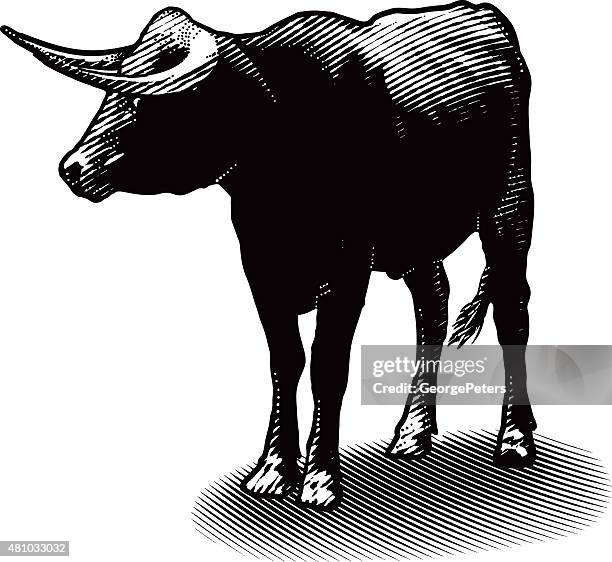 bull illustration - black and white cow stock illustrations