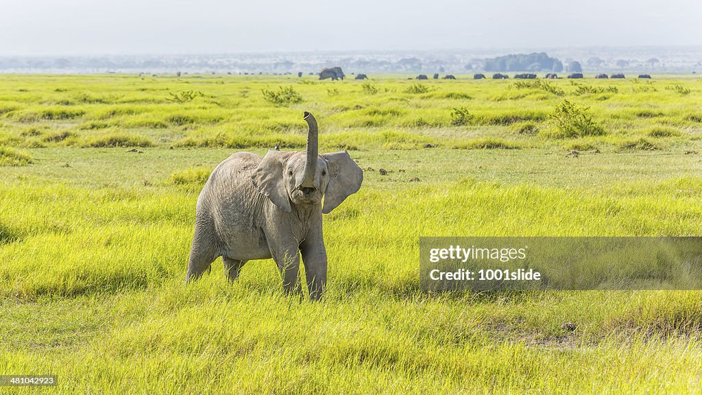 Angry Young African Elephant at Amboseli