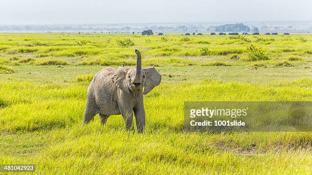 angry young african elephant at amboseli - animal trunk 個照片及圖片檔
