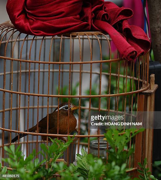 Nightingale is displayed in a cage for sale, at an open-air pet birds shop in a public park in downtown Hanoi on March 28, 2014. Raising pet birds...