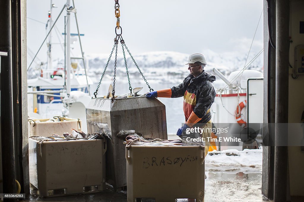 Skrei Fishing in the Arctic, Norway, Europe