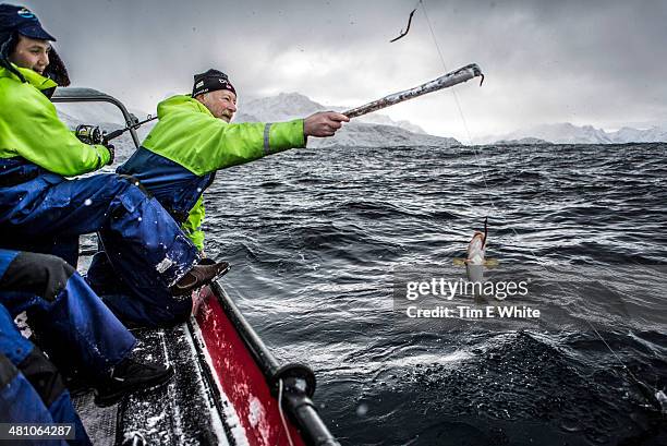Skrei Fishing In The Arctic Norway Europe, Stock-Foto