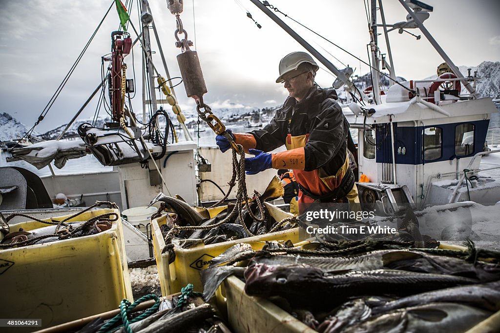 Skrei Fishing in the Arctic, Norway, Europe