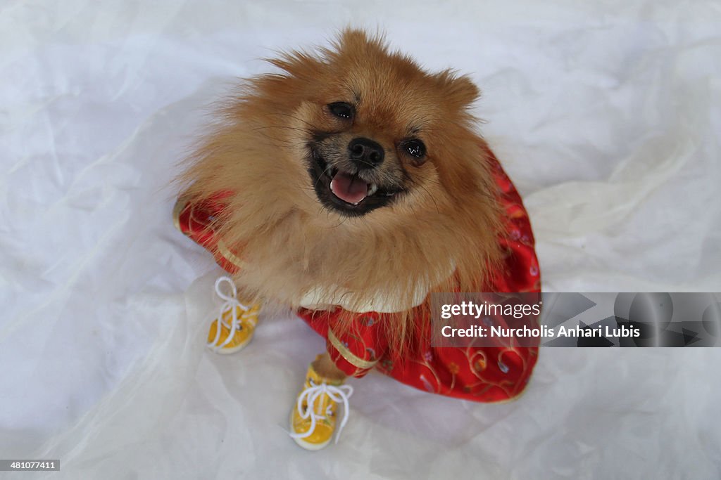 Family Business Tailors Ornate Clothes For Pets