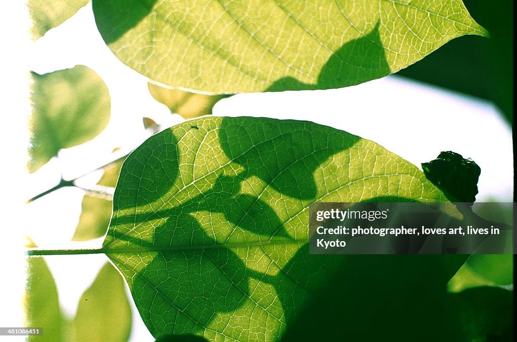 The green leaf which is transparent for light