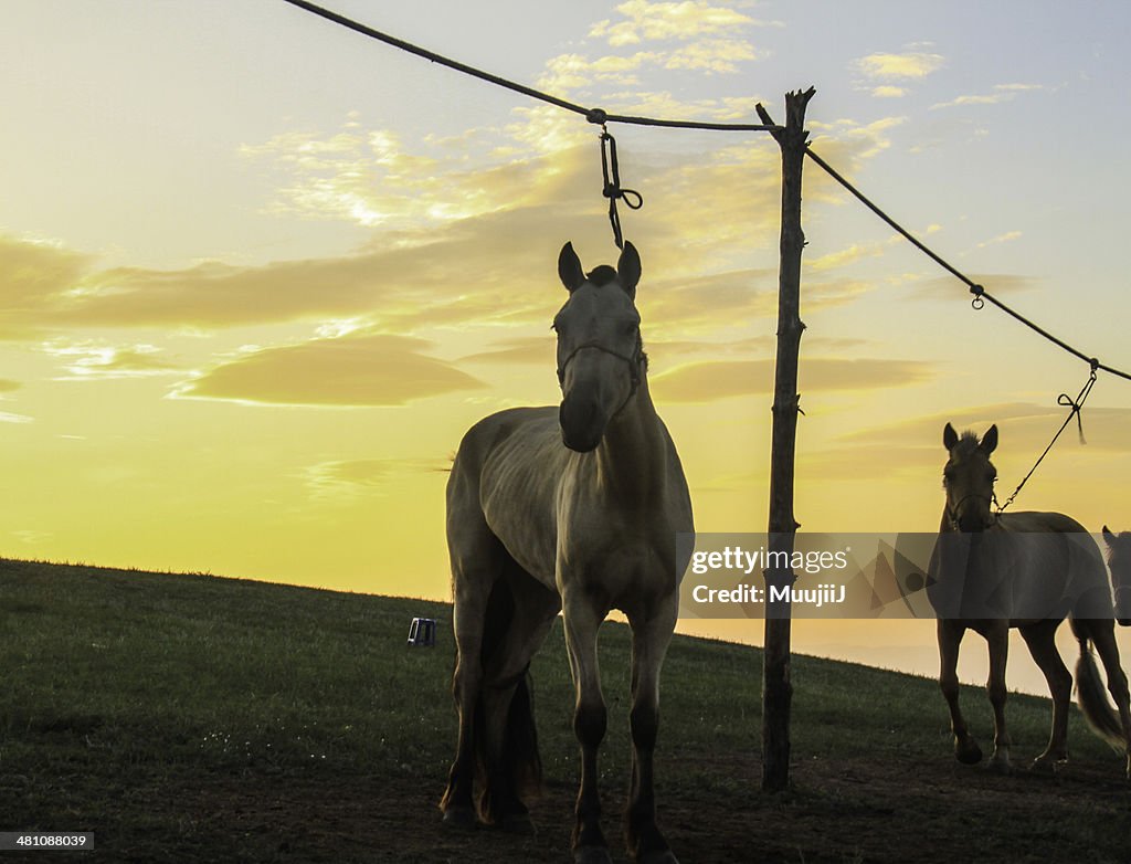 Race horse