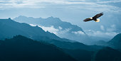 Eagle flying over mist mountains in the morning