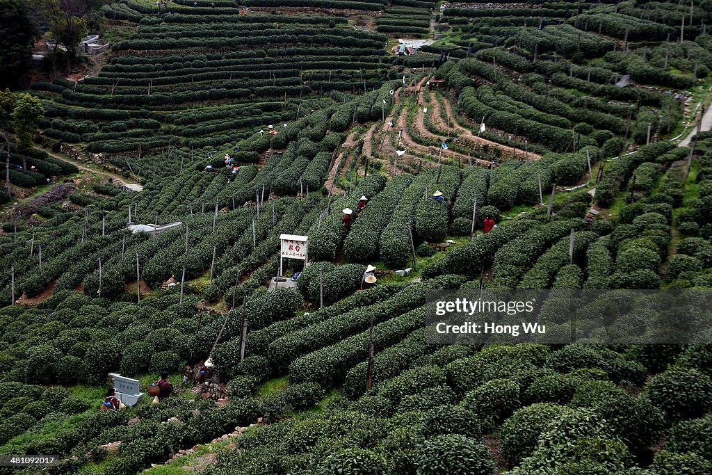 Season Of Longjing Tea-Picking In Hangzhou