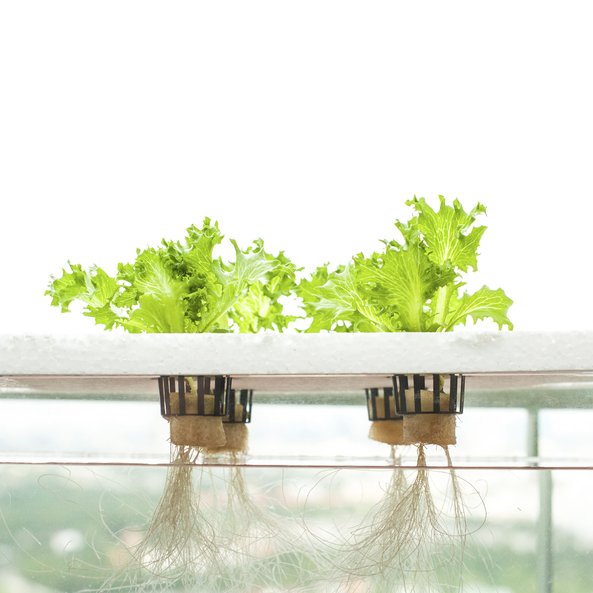 hydroponic plants
