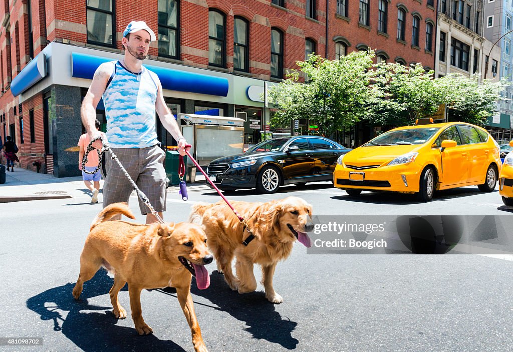 NYC Man Walking Dogs in City Outdoors Summer