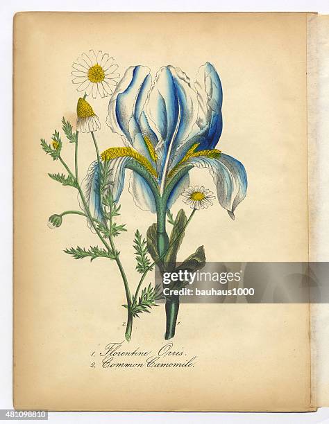 620 Ilustraciones de Iris Flor - Getty Images 620 Ilustraciones de Iris Flor - Getty Images