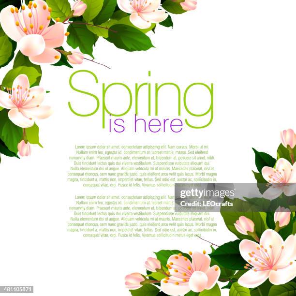 spring background - cherry blossoms white background stock illustrations