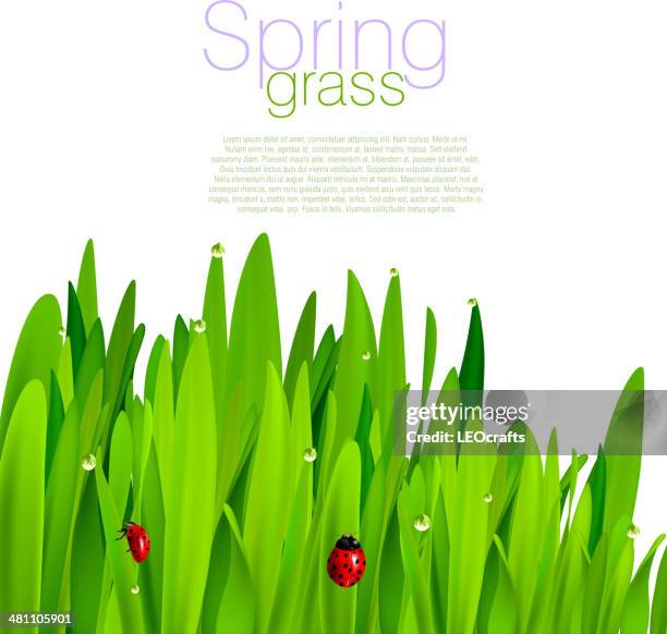 spring background - ladybug stock illustrations